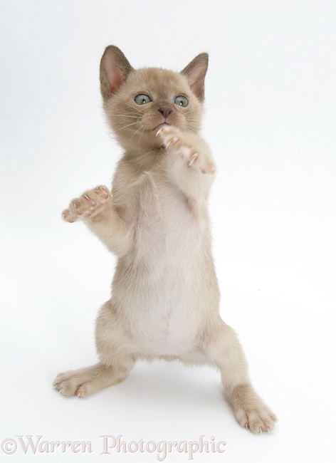 Burmese kitten, 7 weeks old, reaching up, white background