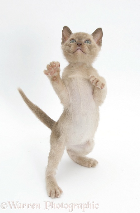 Burmese kitten, 7 weeks old, reaching up, white background