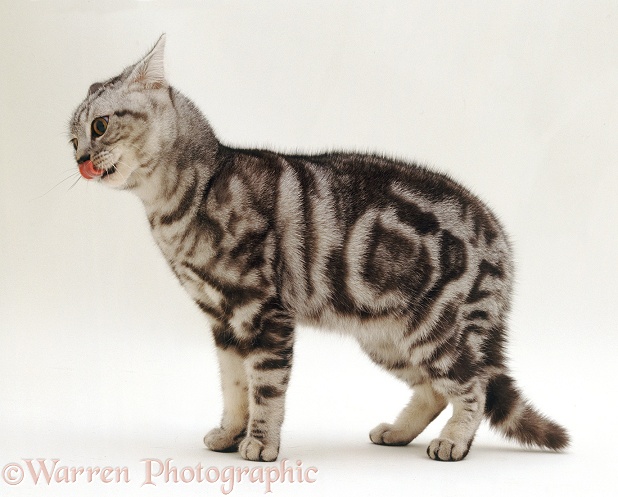 Dominant male silver tabby cat, Peregrine, nose-licking during aggressive display at another cat, white background