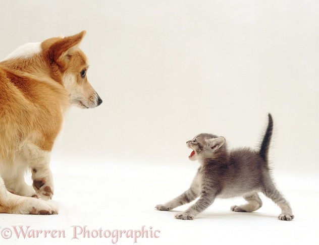 Blue ticked tabby kitten in extreme defensive posture on first meeting a dog, although the Corgi is friendly, white background