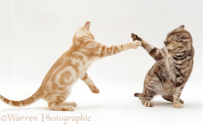 Silver tortoiseshell mother cat, Sylvia, play-fighting with her ginger male kitten, 18 months old, white background