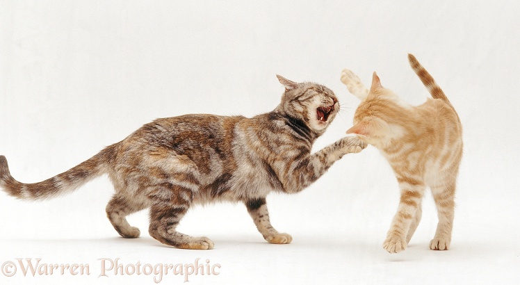 Silver tortoiseshell mother cat, Sylvia, play-fighting with her ginger male kitten, 18 months old, white background