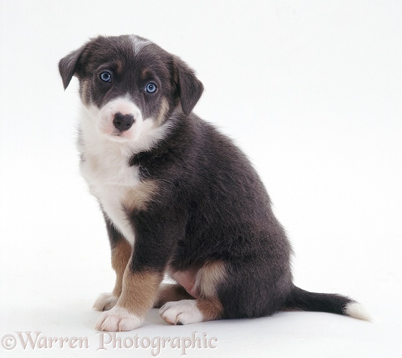 Blue-eyed Border Collie pup, sitting, white background