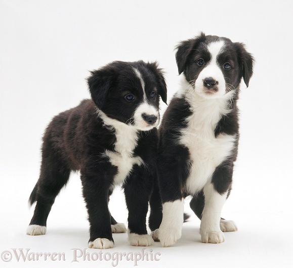 Black-and-white Border Collie pups, 6 weeks old, white background