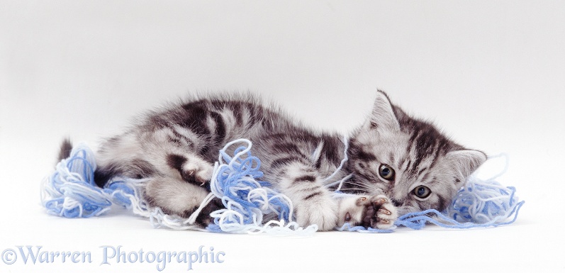Silver tabby kitten playing with blue wool, white background