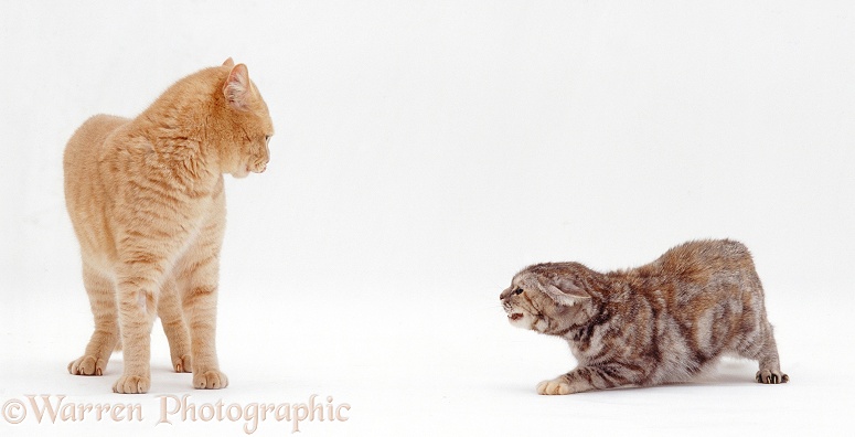 Cat courtship: Silver tortoiseshell female cat, Sylvia, meets Cream Spotted male cat, Horatio, white background