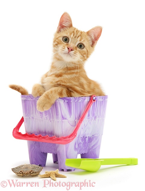 Ginger kitten, Benedict, in a beach bucket, white background