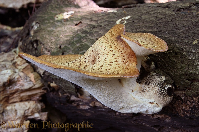 Dryad's Saddle (Polyporus squamosus) fungi