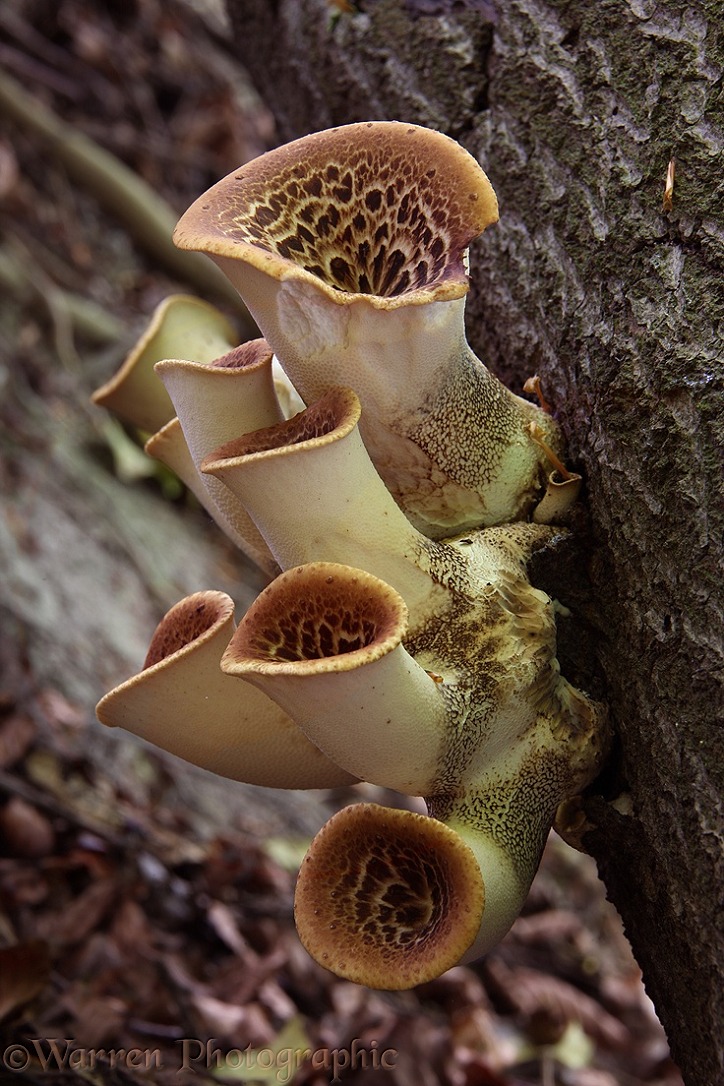 Dryad's Saddle (Polyporus squamosus) fungi