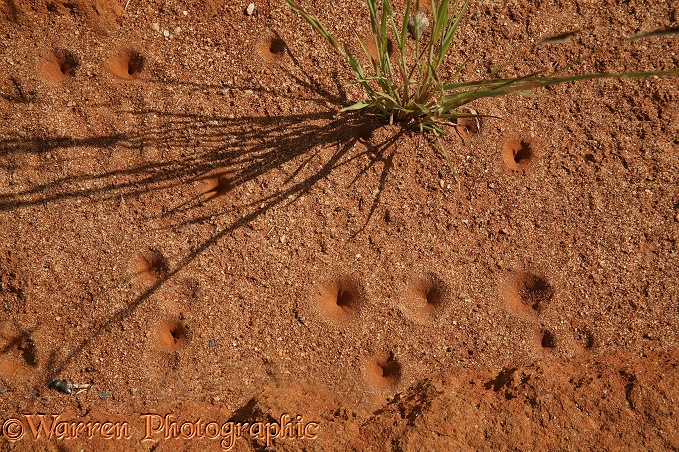 Ant-lion (Myrmeleonidae) pits, central Madagascar