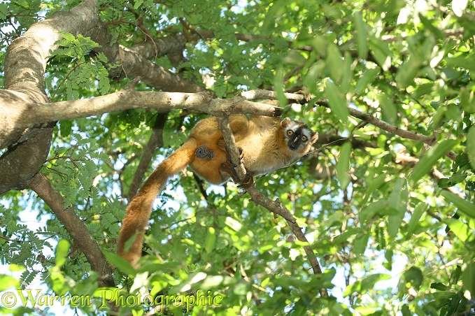 Red-fronted Lemur (Eulemur rufifrons) male.  Madagascar