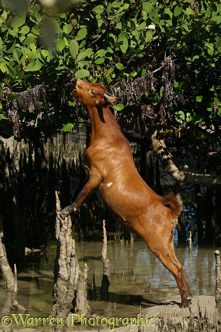 Goat eating mangrove leaves (Sonneratia alba)