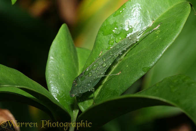 Katydid (unidentified) during rain.  Madagascar