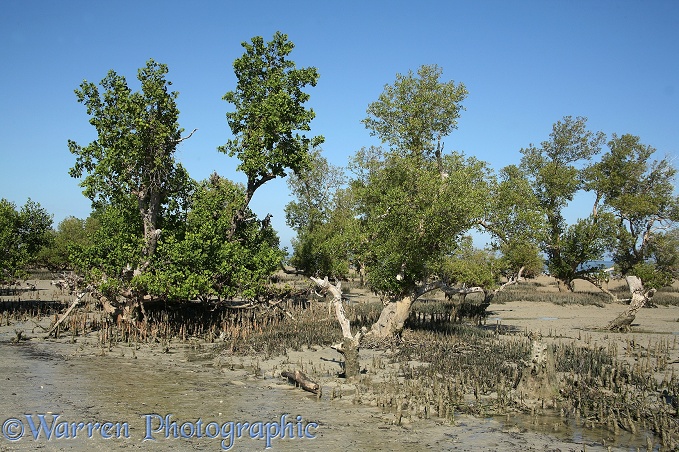 Mangroves (Sonneratia alba) and (Avicennia marina).  Madagascar