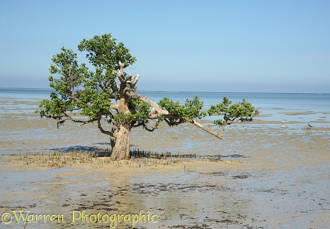 Mangrove (Sonneratia alba).  Madagascar