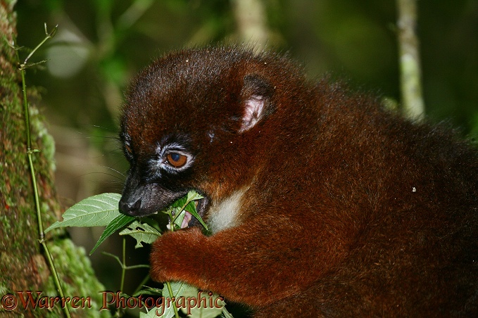 Red-bellied Lemur (Eulemur rubriventer) female eating leaves.  Ranomafana, Madagascar