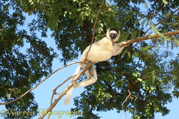 Verreaux's Sifaka (Propithecus verreauxi).  Madagascar