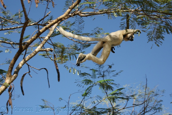 Verreaux's Sifaka (Propithecus verreauxi) leaping from tree to tree.  Madagascar