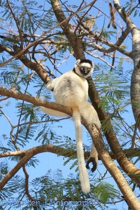 Verreaux's Sifaka (Propithecus verreauxi).  Madagascar