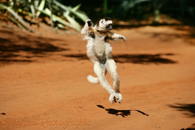 Verreaux's Sifaka (Propithecus verreauxi) bounding on hind legs to cross open ground.  Madagascar