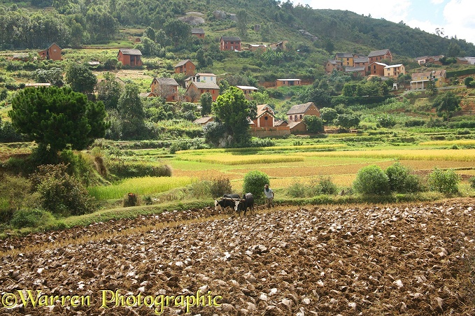 Ploughing rice field with zebu pair, central Madagascar