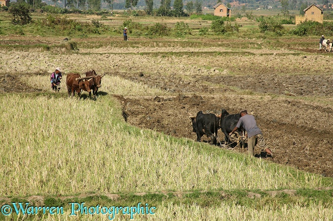 Ploughing rice field with zebu pair, central Madagascar