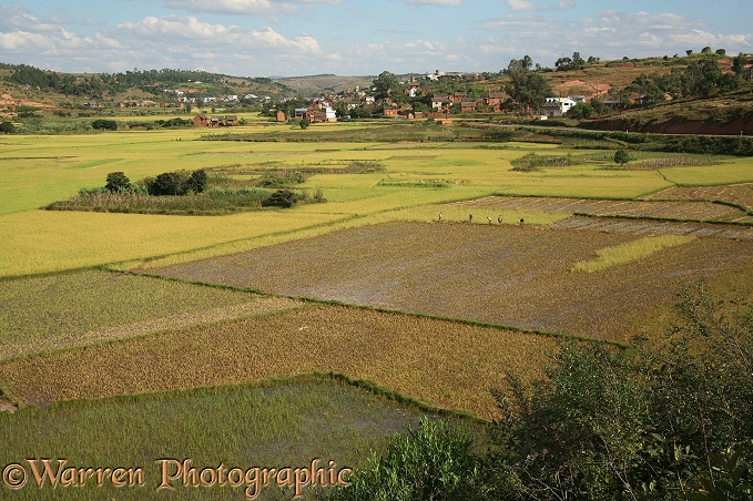 Agricultural scene with rice paddies, central Madagascar