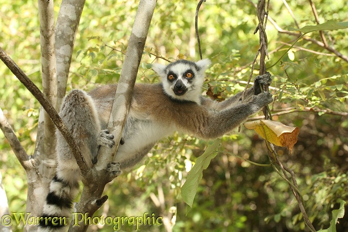 Ring-tailed Lemur (Lemur catta) feeding on leaves
