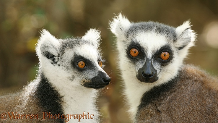 Ring-tailed Lemur (Lemur catta) portrait