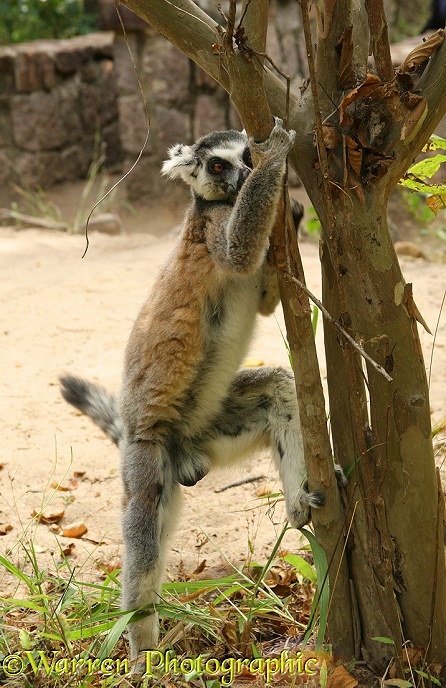 Ring-tailed Lemur (Lemur catta) male scent-marking a sapling using glands on the insides of his forearms