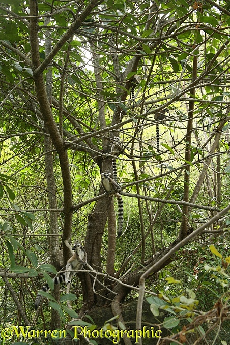Ring-tailed Lemur (Lemur catta) group in natural habitat