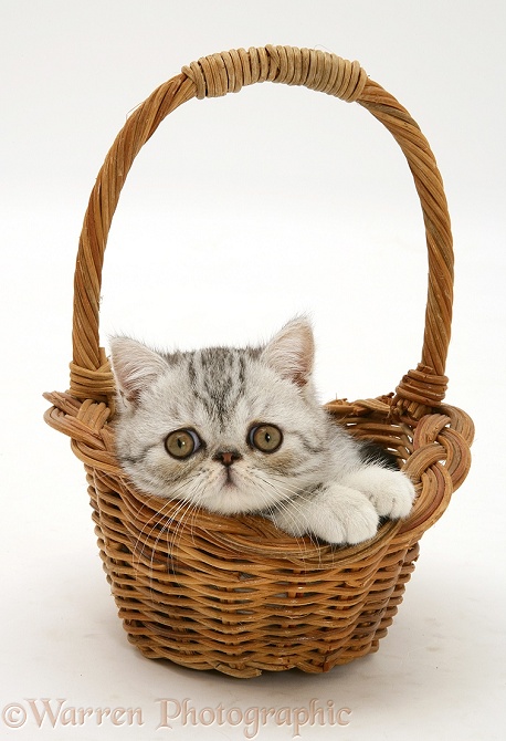 Silver tabby Exotic kitten in a wicker basket, white background