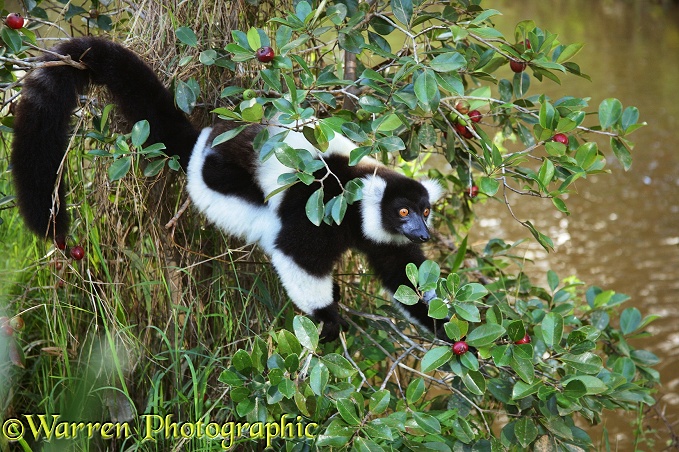 Black-and-white Ruffed Lemur (Varecia variegata) feeding on fruit