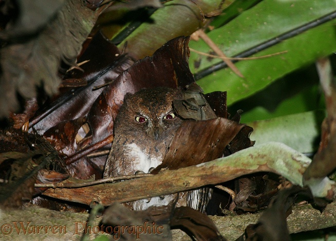 Malagasy Scops Owl (Otus rutilus) resting during the day.  Madagascar