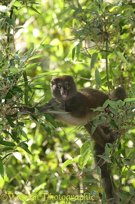 Grey Bamboo Lemur (Hapalemur greseus) eating bamboo leaves