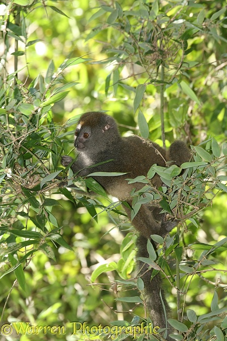 Grey Bamboo Lemur (Hapalemur greseus) eating bamboo leaves