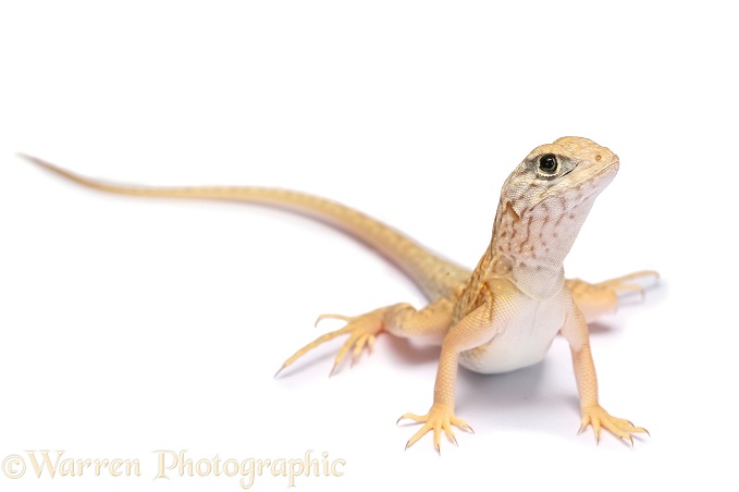 Three-eyed Iguanid Lizard (Chalaradon madargascariensis), white background