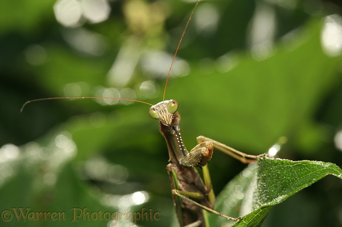 Mantis (unidentified).  Madagascar