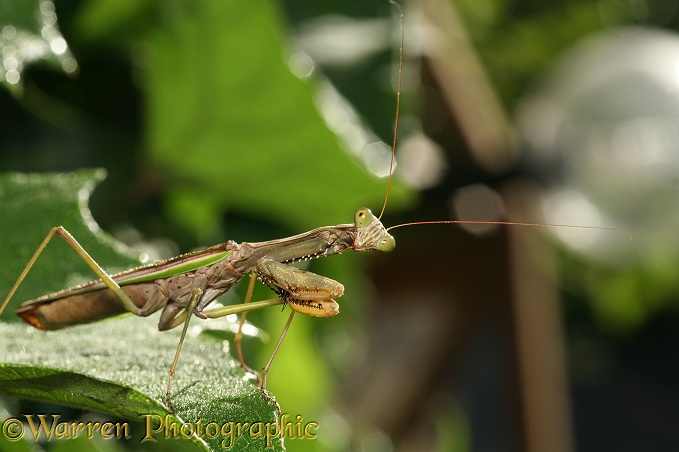 Mantis (unidentified).  Madagascar