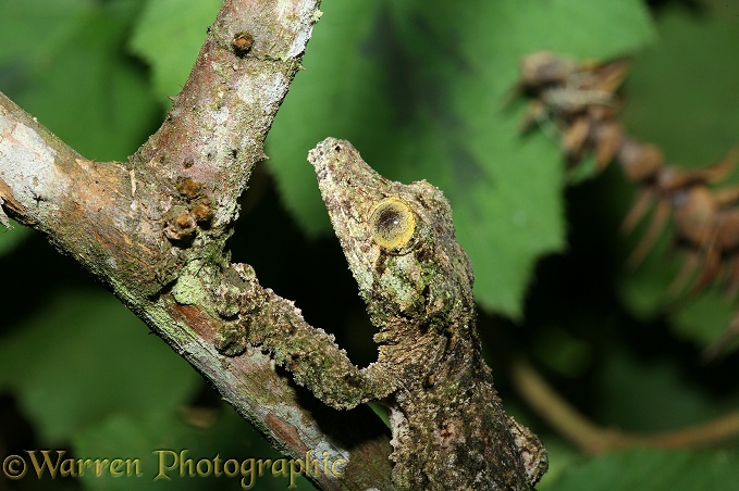 Leaf-tailed gecko (Uroplatus fimbriatus) Madagascar