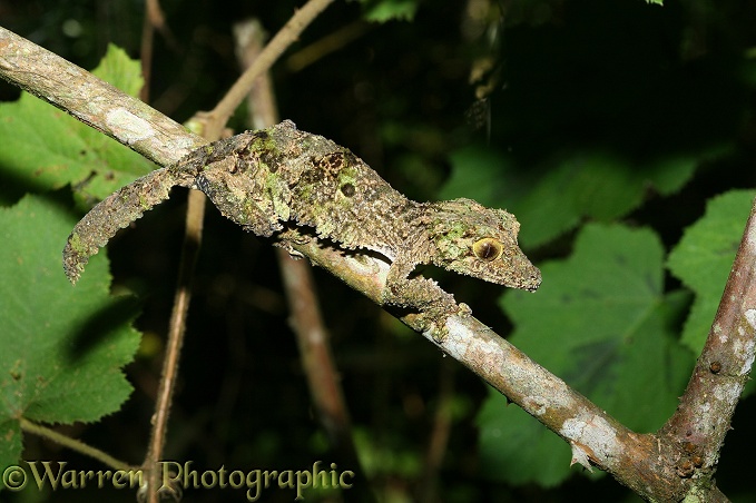 Leaf-tailed gecko (Uroplatus fimbriatus) Madagascar