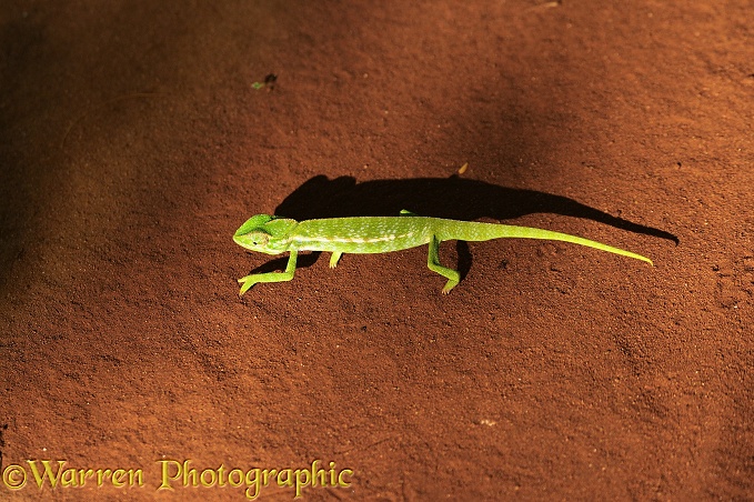 Chameleon (Furcifer lateralis) male crossing open ground. Madagascar