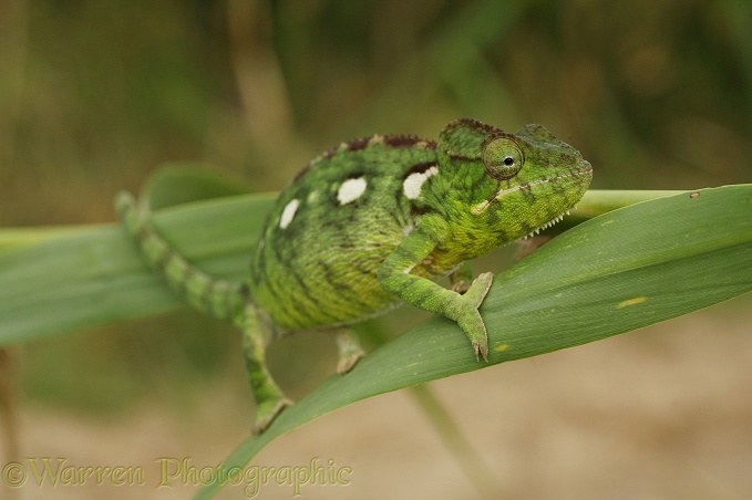 Chameleon (Furcifer lateralis) male. Madagascar