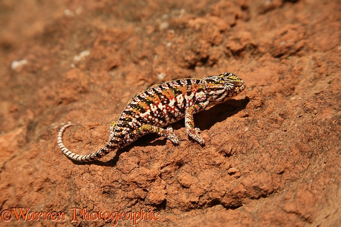 Chameleon (Furcifer lateralis) female. Madagascar