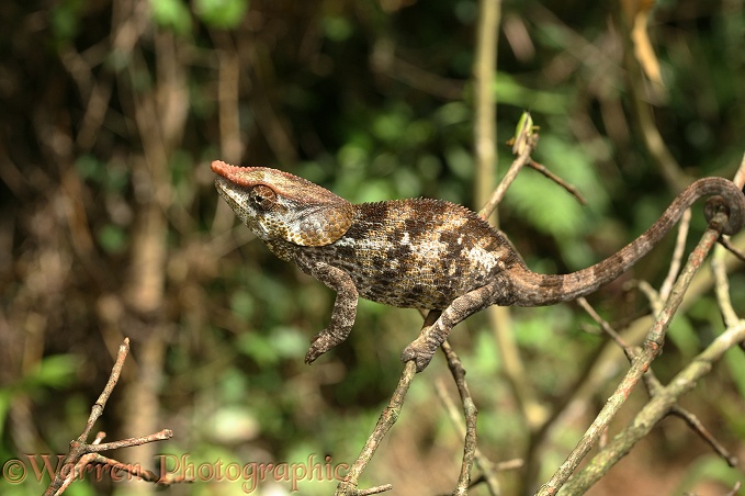 Chameleon (Calumma species). Madagascar