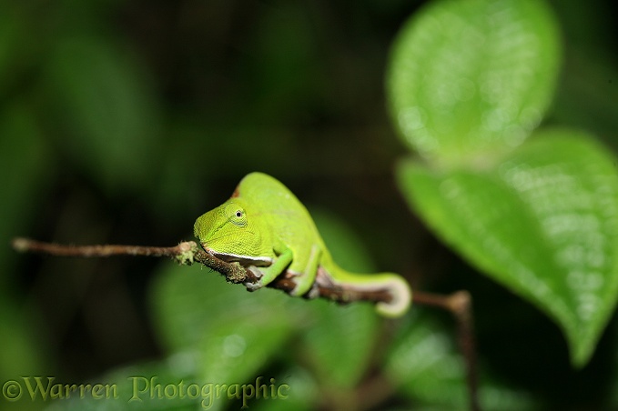 Chameleon (unidentified) in sleeping posture, rainforest. Madagascar