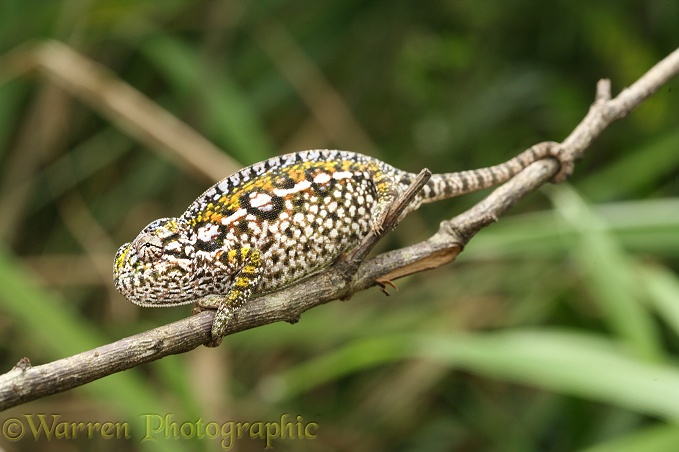 Chameleon (Furcifer lateralis) female. Madagascar