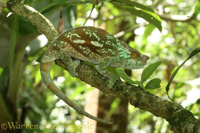 Parsons Chameleon (Calumma parsonii) male.  Madagascar