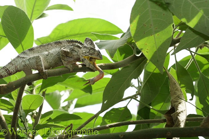 Chameleon (Furcifer willsii) taking a grasshopper. Madagascar