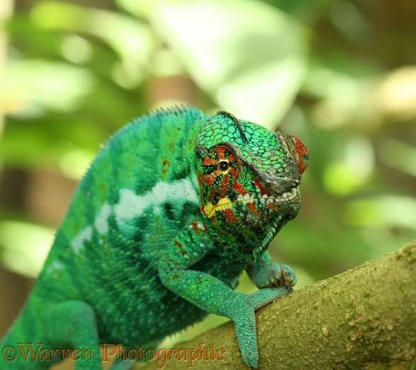 Panther Chameleon (Furcifer pardalis) male. Madagascar